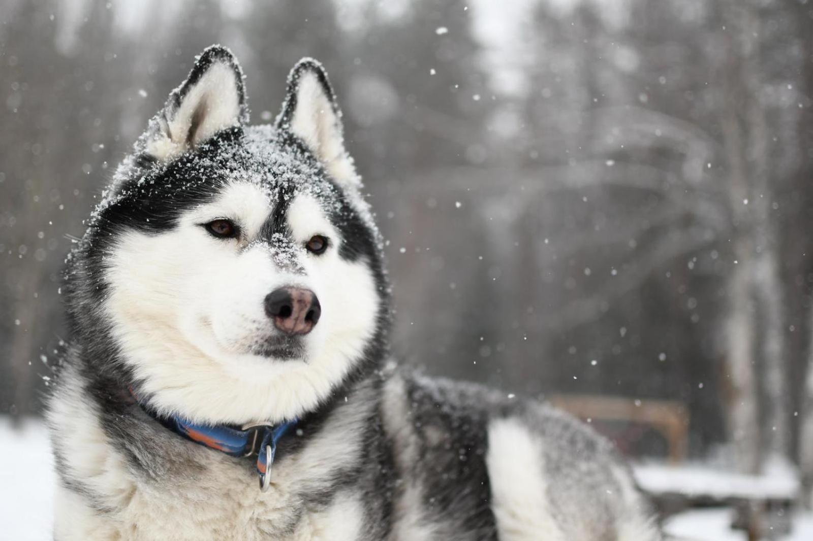 Överkalix Arctic Ranchヴィラ エクステリア 写真